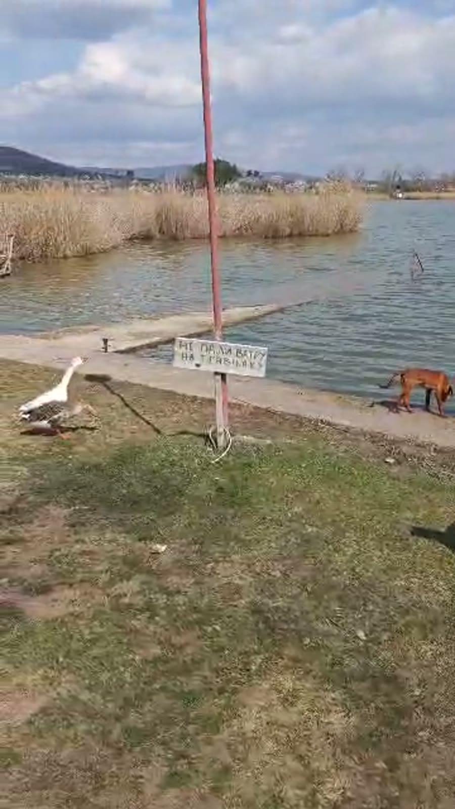 Obala Oblačinskog jezera tokom akcije čišćenja